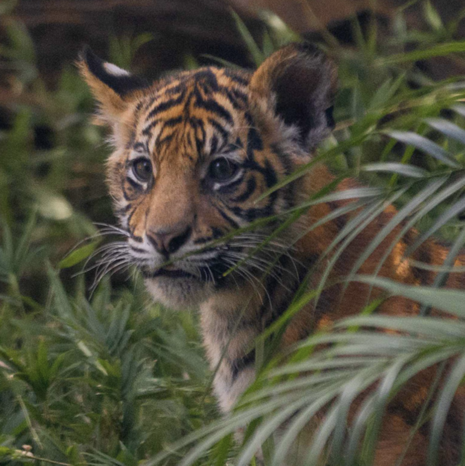 Tiger cubs and the future of conservation technology